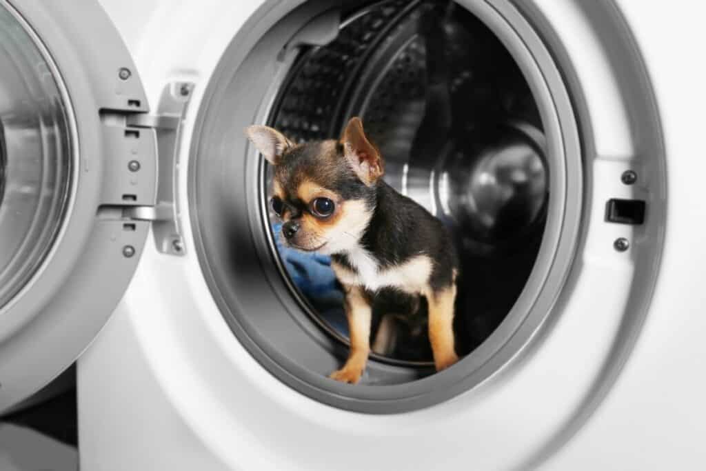 Picture of a dog in a washing machine.